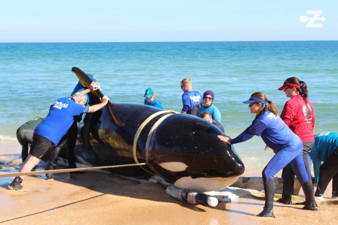 A giant 21-foot killer whale died after beaching itself in Florida. The orca whale washed ashore in Palm Coast and was found unresponsive on Wednesday (JANUARY 11), with waves crashing over it. Officials from the National Oceanic and Atmospheric Administration (NOAA) say it is the first orca stranding ever recorded in the Southeastern United States. Orcas are more common in colder waters like Antarctica, Norway and Alaska, but are also found in tropical and subtropical waters. Flagler County Sheriff’s Office, marine biologists from SeaWorld and officials from the Florida Fish and Wildlife Conservation Commission were all on the scene. Straps were tied around the adult female whale to pull it out of the ocean. Officials do not yet know what may have caused it to be stranded, with no obvious signs of trauma to the whale’s body. Erin Fougeres, Marine Mammal Stranding Program administrator for NOAA’s Southeast region, told The Daytona Beach News-Journal: “We’ll be doing a full investigation into what might have caused this animal to strand, or if it’s sick, what might have caused that. “We’re eager to learn as much as we can about this whale and the species.” *BYLINE: Flagler County Sheriff's Office/Mega. 11 Jan 2023 Pictured: A giant 21-foot killer whale died after beaching itself in Palm Coast, Florida - the first orca stranding ever recorded in the Southeastern United States. *BYLINE: Flagler County Sheriff's Office/Mega. Photo credit: Flagler County Sheriff's Office / MEGA TheMegaAgency.com +1 888 505 6342 (Mega Agency TagID: MEGA932313_001.jpg) [Photo via Mega Agency]