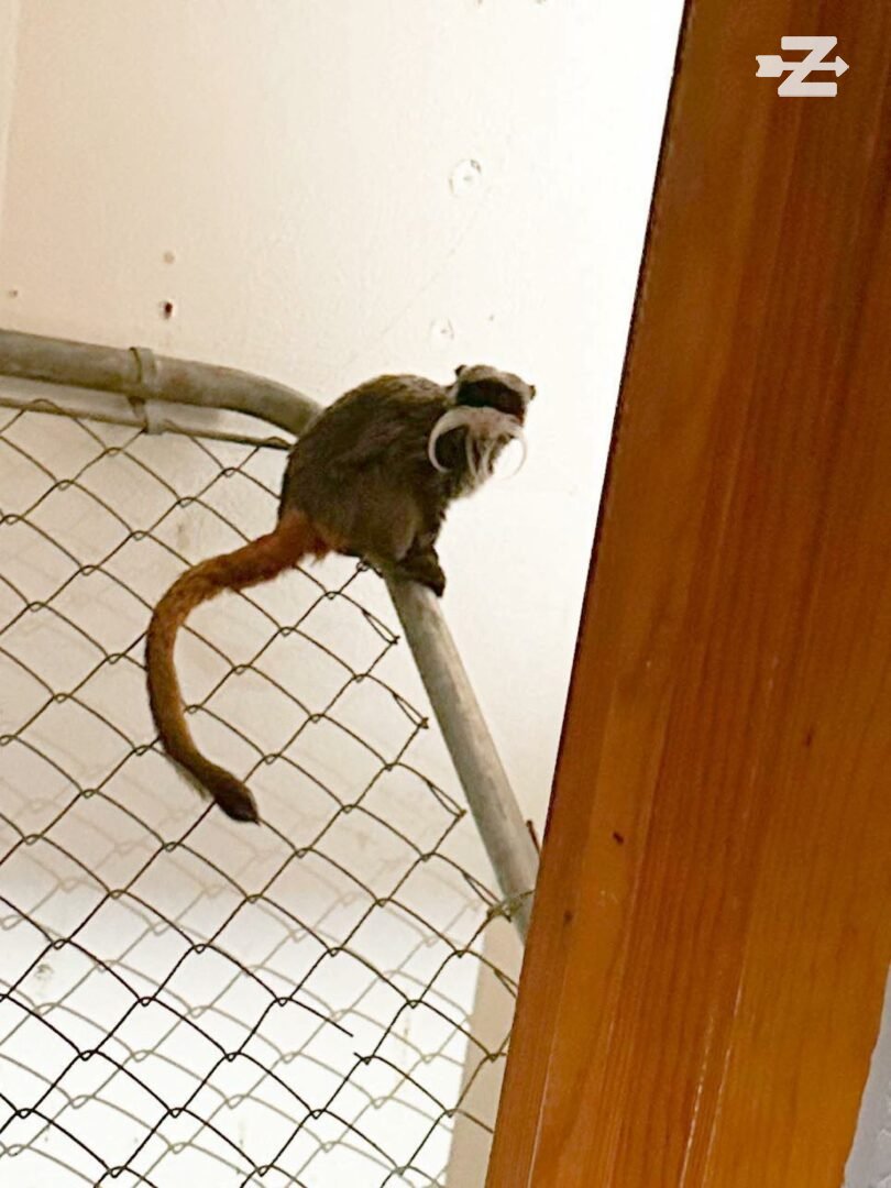 Police recover monkeys stolen from Dallas Zoo